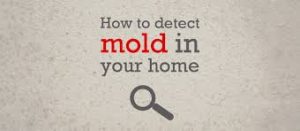 mold dangers
