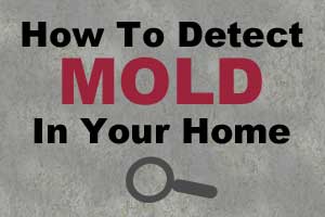 mold sign